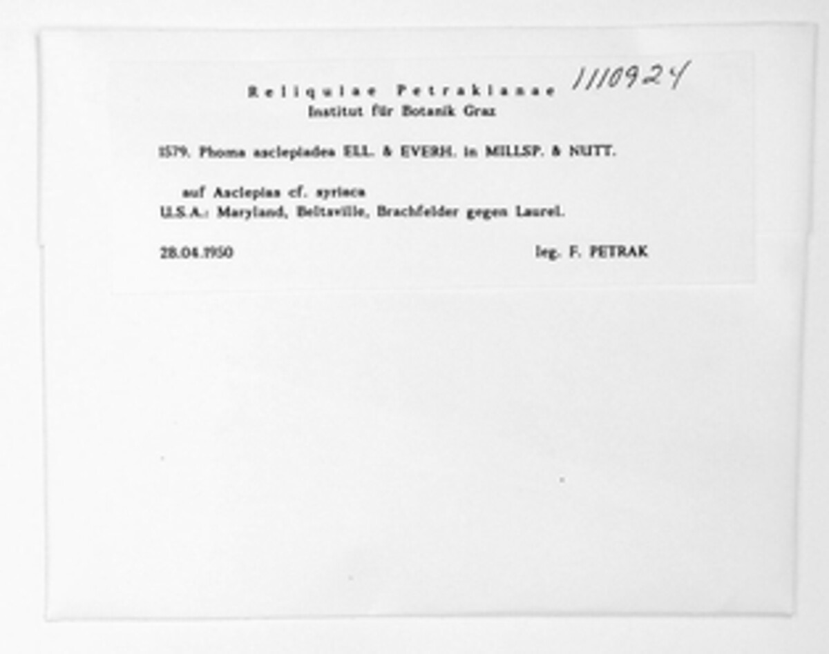 Phomopsis asclepiadea image